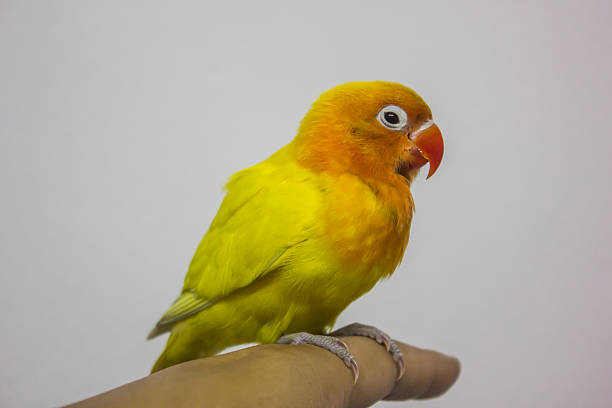 istock beautiful parrot on hand, love bird 605742342