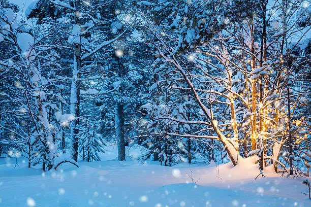 Christmas tree with garland lights and snow in winter forest Christmas tree with warm garland lights and  snow-flakes  in winter forest, nobody. Beautiful northern winter landscape wintry landscape january december landscape stock pictures, royalty-free photos & images