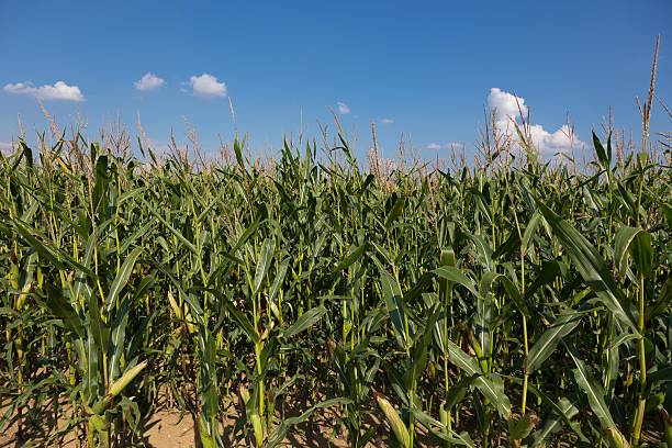 istock Cornfield with sunshine and blue skies 605742920