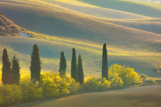 istock Autumn Tuscany landscape - hills, trees and fields 605743432