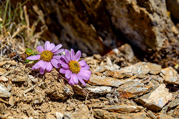 istock pink daisy flowers mountains stones 605743452