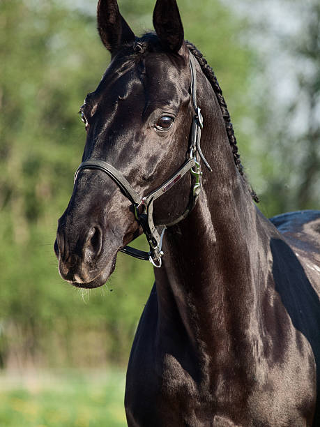 istock portrait of beautiful black breed stallion 605744248