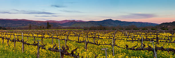Napa Valley wine country panorama at sunset in winter Napa California vineyard with mustard and bare vines. Purple mountains at dusk with wispy clouds. sonoma county stock pictures, royalty-free photos & images