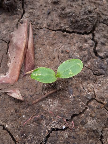 istock green sprout on the ground 605745508