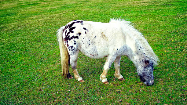 istock Spotty pony grazing in New Forest field 605747004