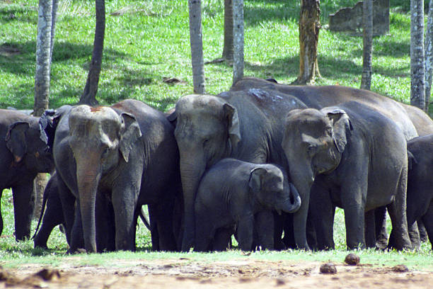 istock Elephants, Pinnewala, Sri Lanka 605748298