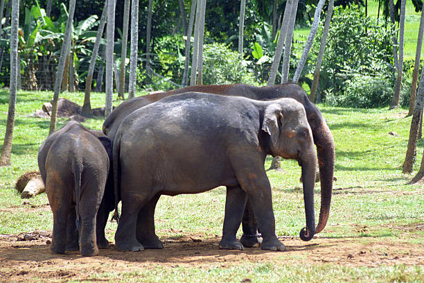 istock Elephants, Pinnewala, Sri Lanka 605748656
