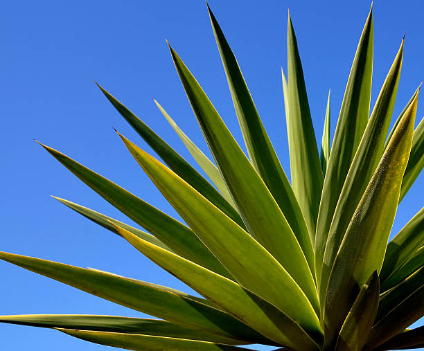 Agave tequilana plant to distill mexican tequila liquor. stock photo