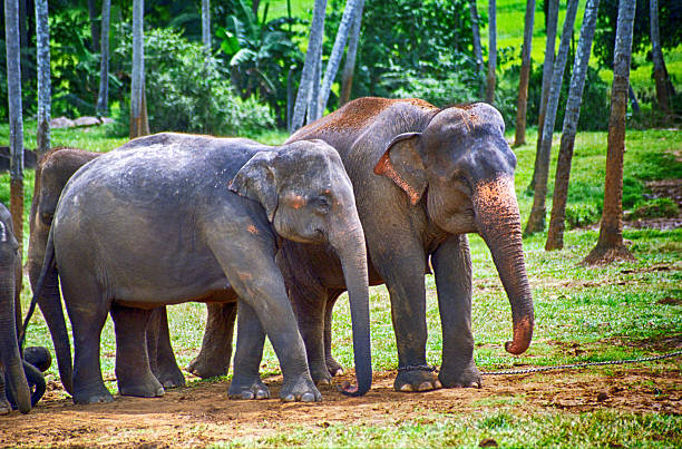 istock Elephants, Pinnewala, Sri Lanka 605749272