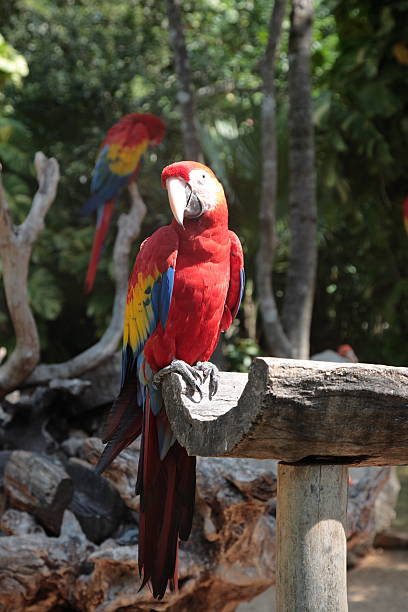 istock Scarlet macaw in Xcaret, Mexico. 605749454