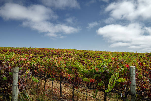 красочный виноградник на сборе урожая в долине напа в солнечный день - vineyard california carneros valley hill стоко�вые фото и изображения