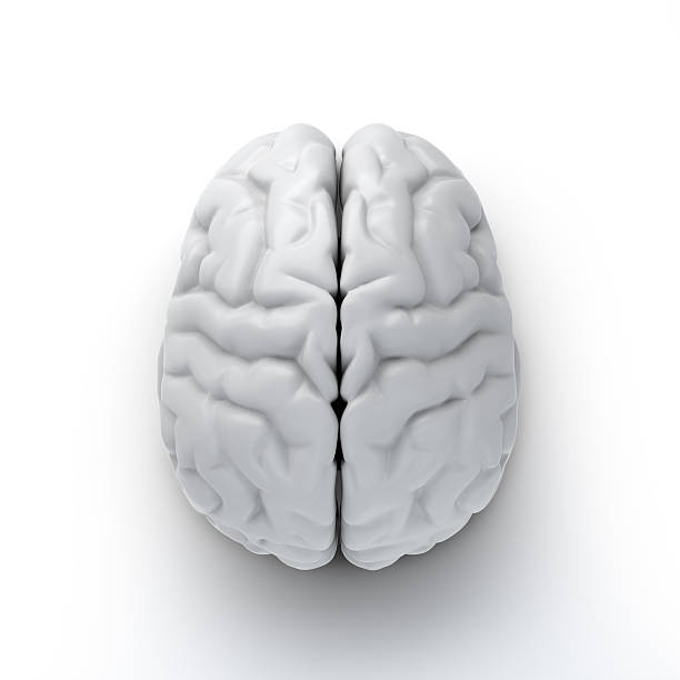 mózg  - computer graphic digitally generated image three dimensional shape isolated on white zdjęcia i obrazy z banku zdjęć