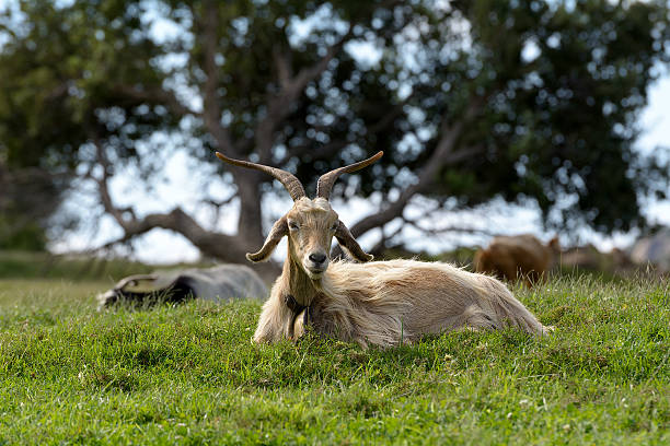 Goats in the Green Meadow stock photo