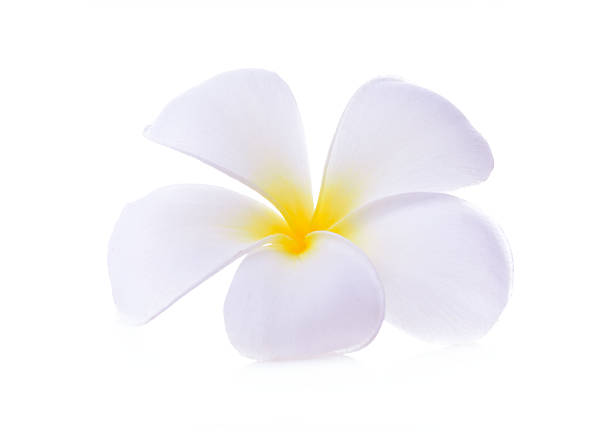 istock White plumeria rubra flower 605751862