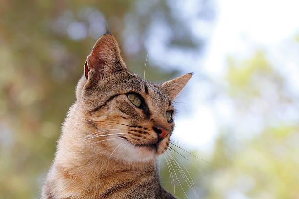 istock Portrait of a cat 605752360