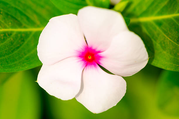 kwiat vinca rosea - catharanthus zdjęcia i obrazy z banku zdjęć