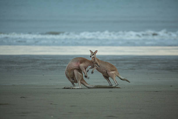 Couple of kangaroos boxing on the beach Couple of kangaroos boxing on the beach. kangaroos fighting stock pictures, royalty-free photos & images