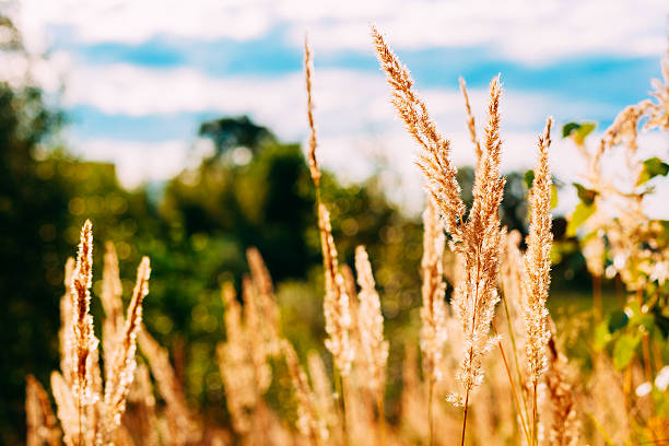 istock Beautiful Stem Dry Grass In Sunset Sunlight. Autumn 605753938