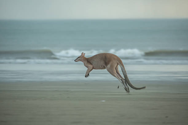 istock Beautiful kangaroo jumping on the beach 605754292