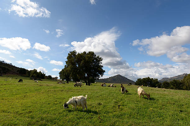 istock Goats Grazing in the Field. 605754916