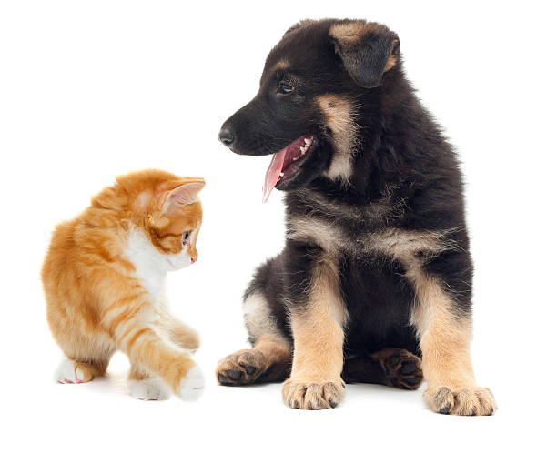 istock kitten and puppy together 605755842