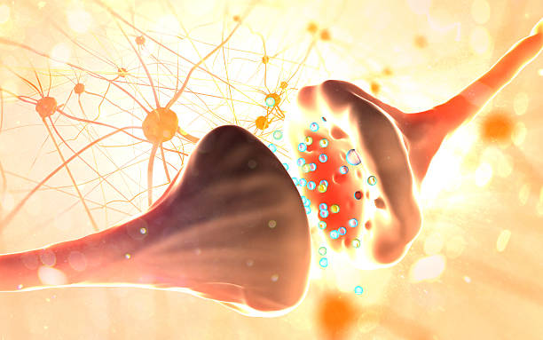 synapse, 뉴런 세포 전기 화학분야 신호 전송 - neuroscience nerve cell nerve fiber dendrite 뉴스 사진 이미지