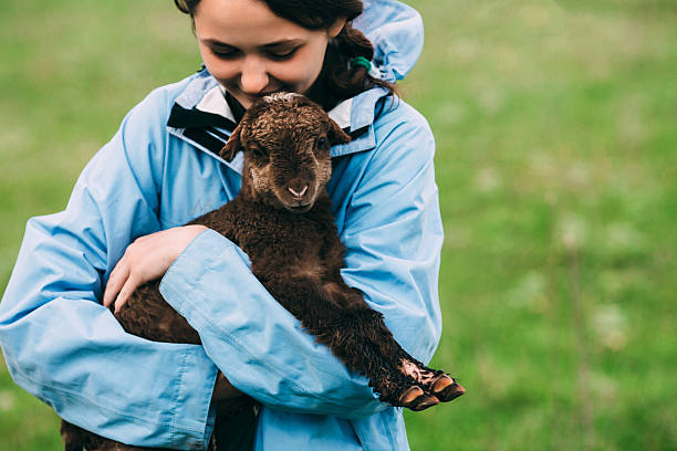 Young girl in blue raincoat holding baby sheep, Armenia