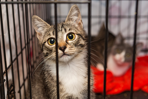 Pequeños gatitos en una jaula de un refugio photo
