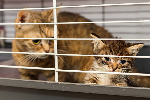istock Cat and kitten in a cage of a shelter 605756946