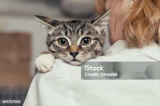 istock Small kitten into the hands of the physician 605757050