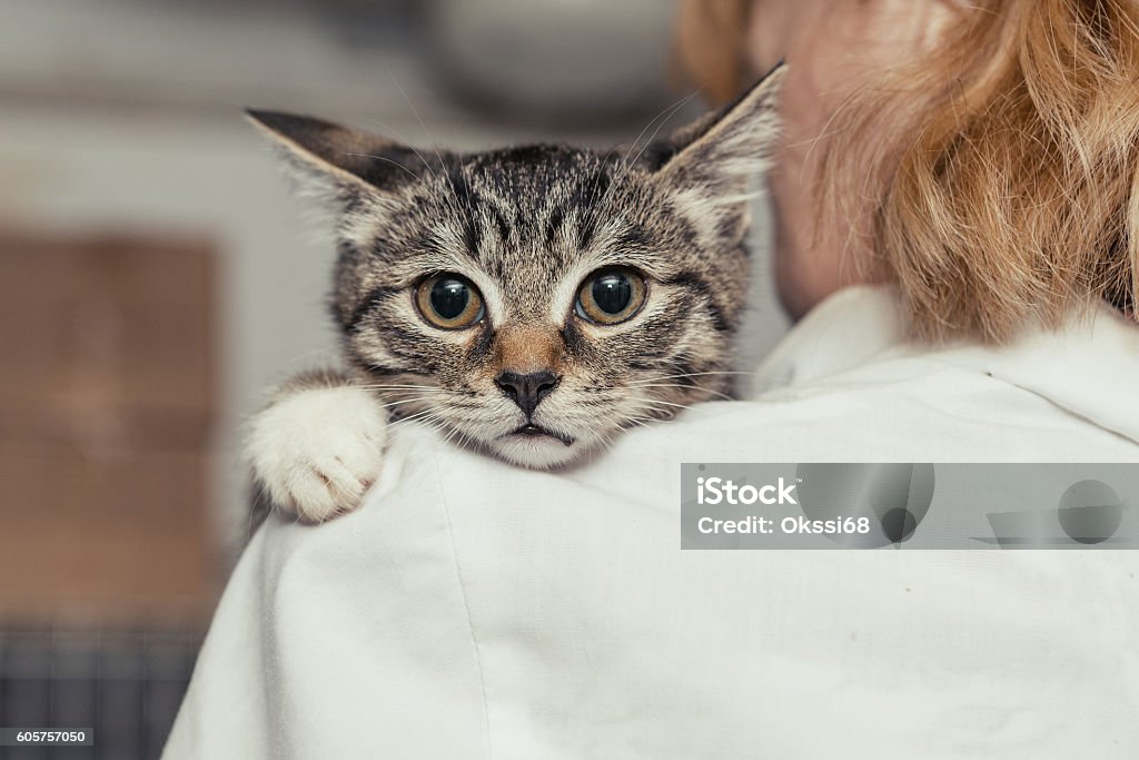 Small kitten into the hands of the physician Small, frightened kitten into the hands of the physician of the shelter for homeless animals Domestic Cat Stock Photo