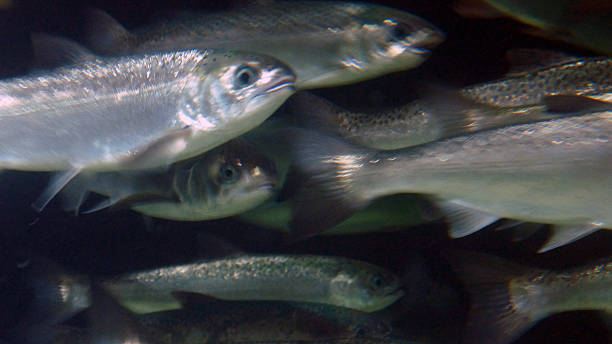 コホサーモンラン - pacific salmon ストックフォトと画像