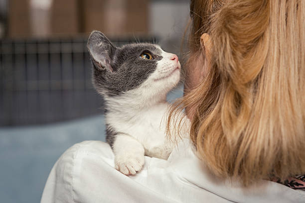 mały kotek w ręce lekarza - portrait animal hospital embracing holding zdjęcia i obrazy z banku zdjęć