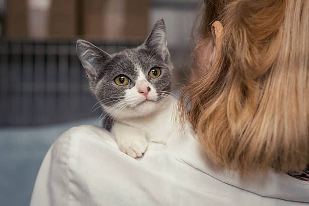 mały kotek w ręce lekarza - portrait animal hospital embracing holding zdjęcia i obrazy z banku zdjęć