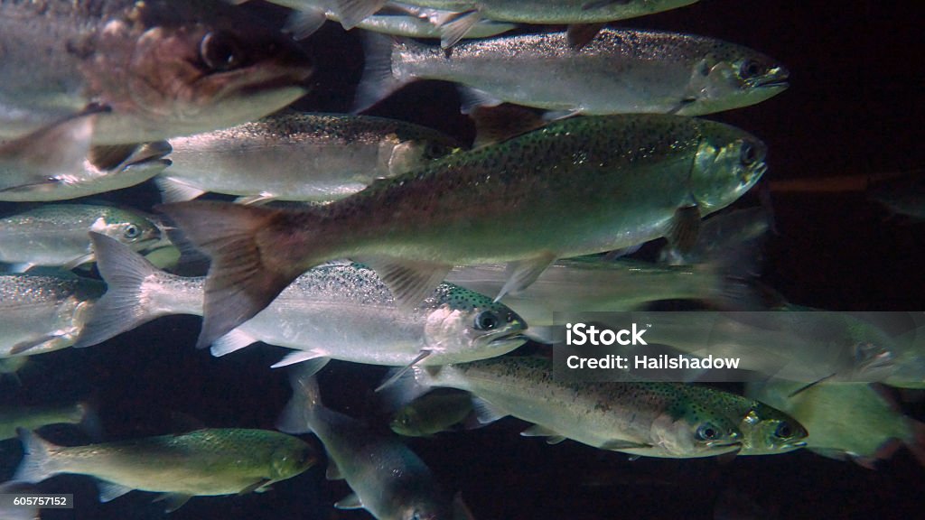 Silver Salmon Run Closeup School of Coho Salmon. Fish Farm Stock Photo