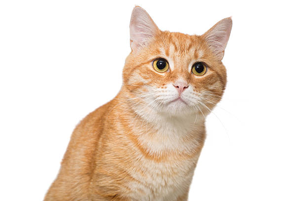 istock Portrait of a serious orange cat 605757326