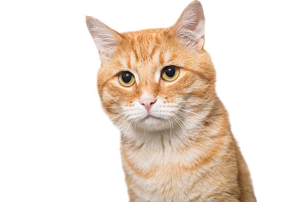istock Portrait of a serious orange cat 605757366