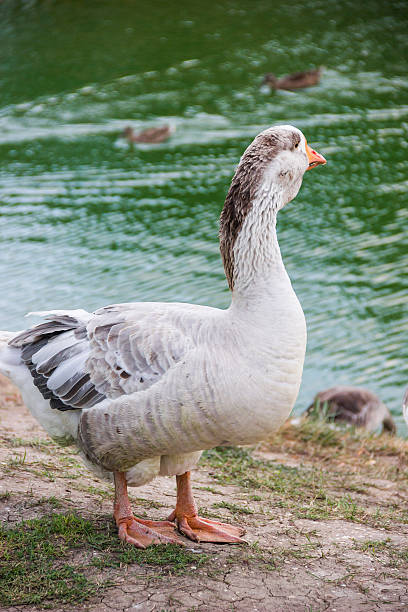istock Big grey Toulouse goose 605759074