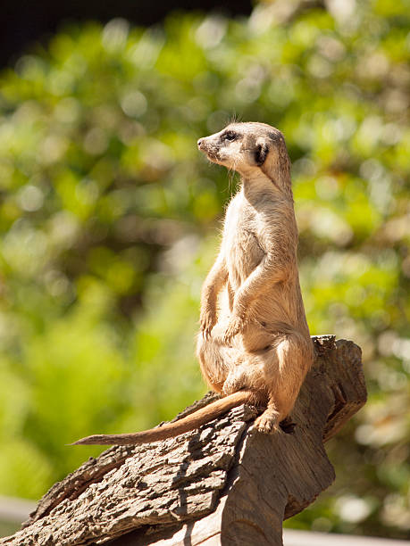 istock Small cute meerkat or suricate on alert 605759534