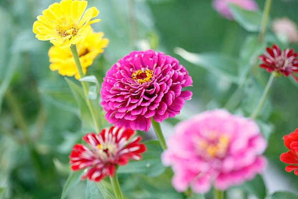 istock Colorful summer flowers 605759562