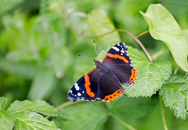 Red admiral Showing a red admiral Vanessa atalanta butterly sat on a green leaf vanessa atalanta stock pictures, royalty-free photos & images