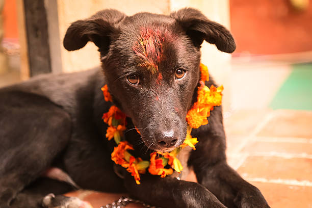 istock Cute dog with Tika, Nepal 605760460