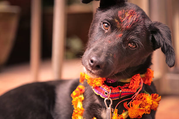 Cute dog with Tika, Nepal