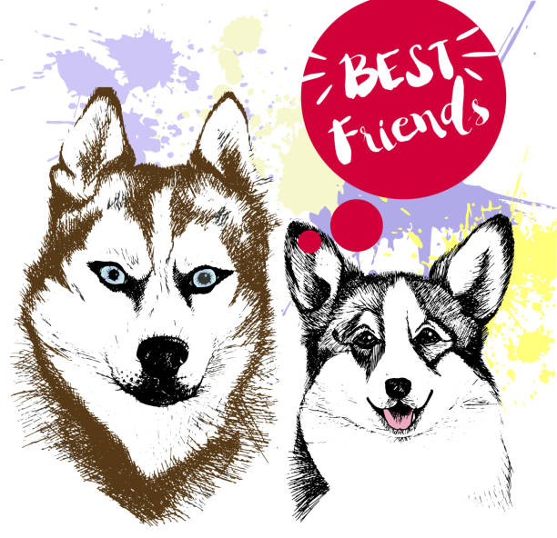 wektor ręcznie rysowane husky syberyjski i walijski corgi frienship. - dog malamute sled dog bulldog stock illustrations