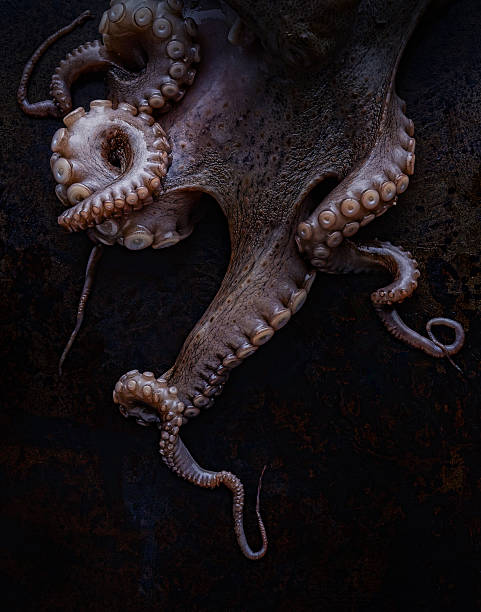 poulpe préparé - tentacule photos et images de collection