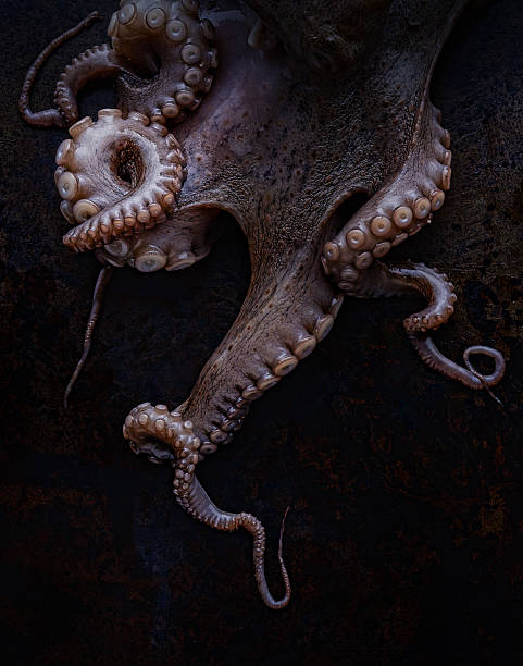 octopus octopus tentacles octopus stock pictures, royalty-free photos & images