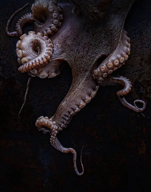 Photo of octopus