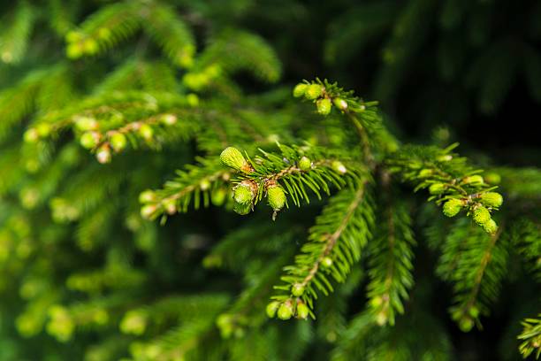 istock Young sprout of spruce 605763160