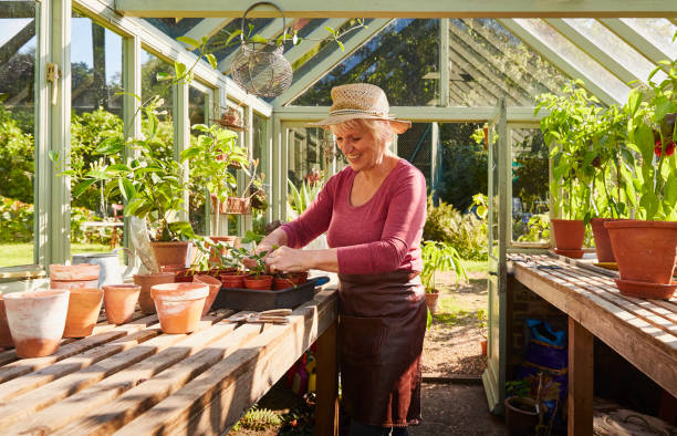 Senior woman potting plants in sunny greenhouse  potting stock pictures, royalty-free photos & images
