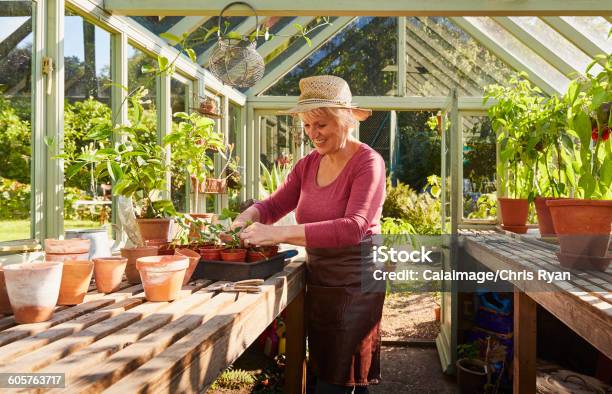 Senior Woman Potting Plants In Sunny Greenhouse Stock Photo - Download Image Now - Retirement, Gardening, Lifestyles